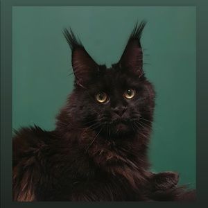 Meet your Posher, Doc